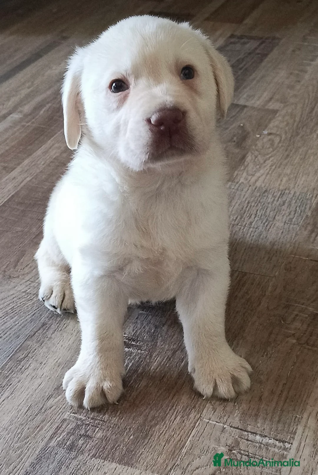 Labrador Retriever perros en venta: Labrador retriever macho dorado🐾🩵 - Anuncio 1