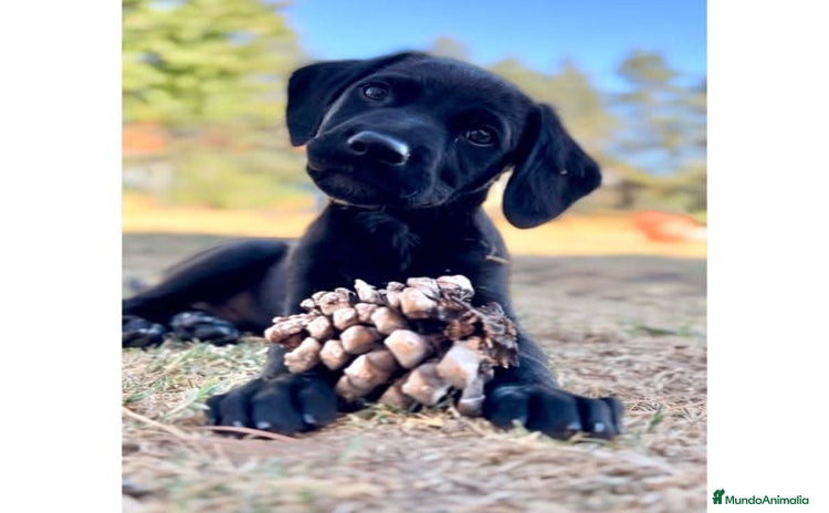 Labrador Retriever perros - Anuncio 2