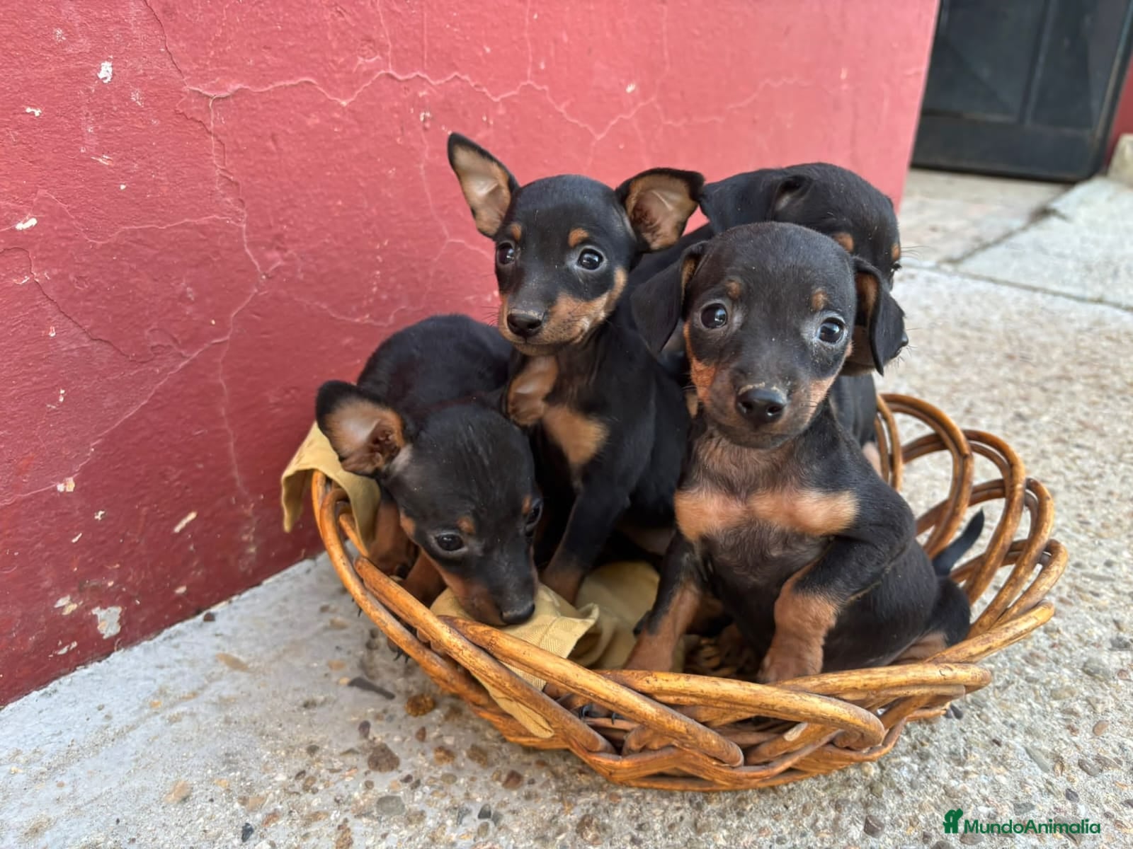 Ratón de Praga perros Ratón de praga - Anuncio 1