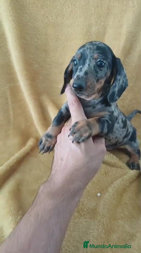 Teckel Miniatura perros Teckel Mini Arlequin  - Anuncio 2