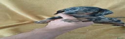 Teckel Miniatura perros en venta: Teckel Mini Arlequin  - Anuncio 1