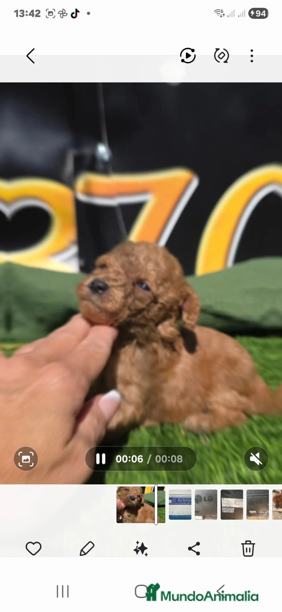 Caniche Toy perros en venta: Caniche toy  - Anuncio 2