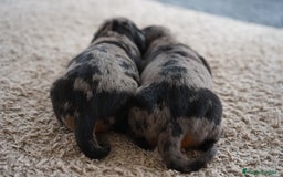 Teckel Miniatura perros en venta: 🐾 Delfina y Fina – Teckel miniatura 🐾 - Imagen 6