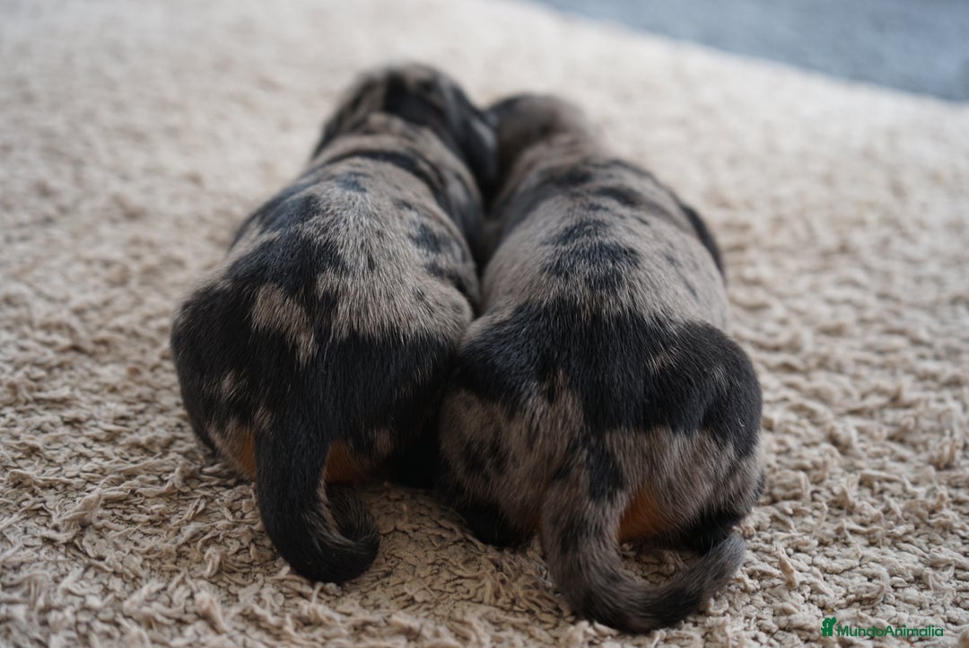 Teckel Miniatura perros en venta: 🐾 Delfina y Fina – Teckel miniatura 🐾 - Imagen 6