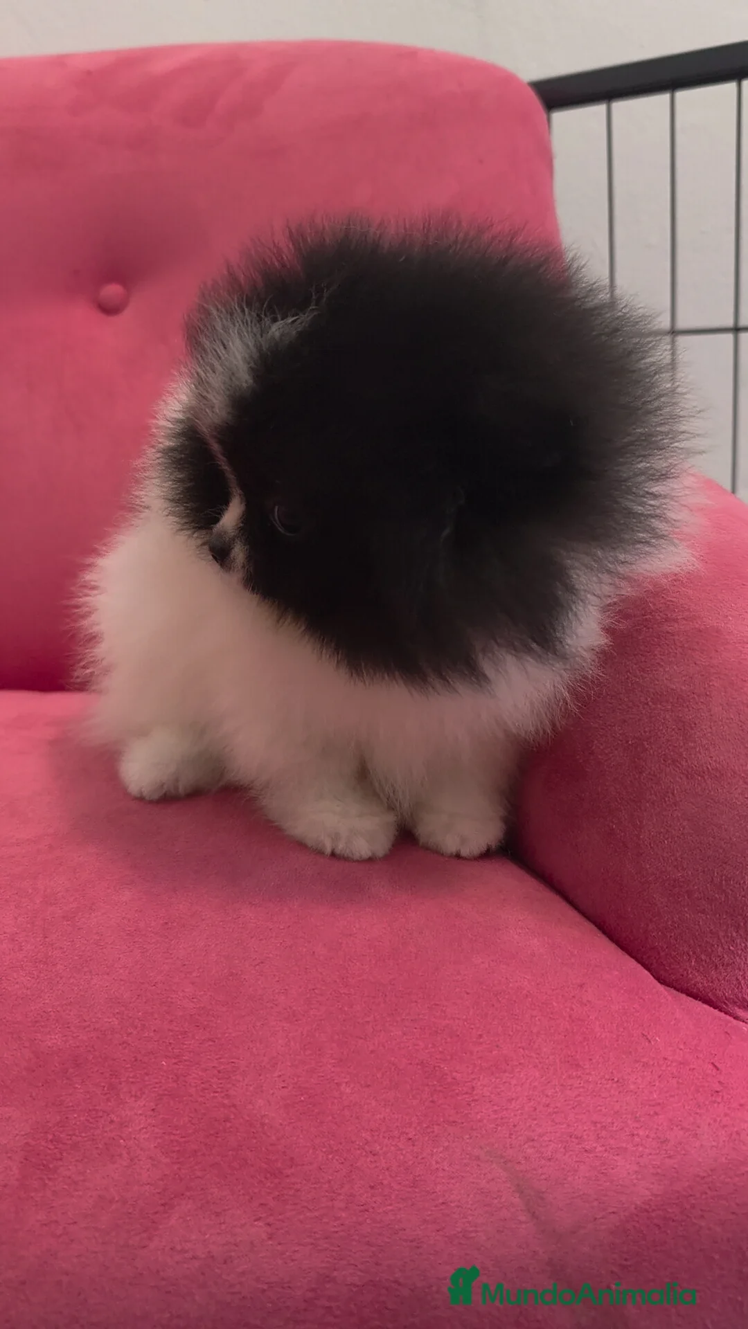 Pomerania perros en venta: Pomerania TOY Party hembra  - Anuncio 11