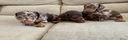 Teckel perros en venta: Cachorros de Teckel Kaninchen Arlequines Chocolate - Anuncio 2