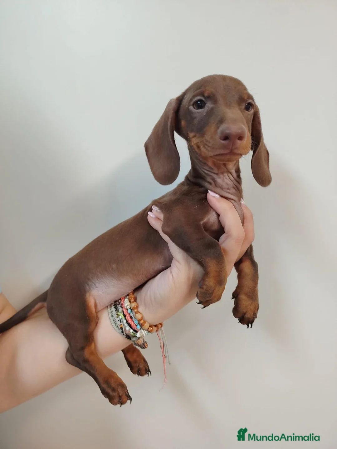 Teckel perros en venta: teckel chocolate - Anuncio 2