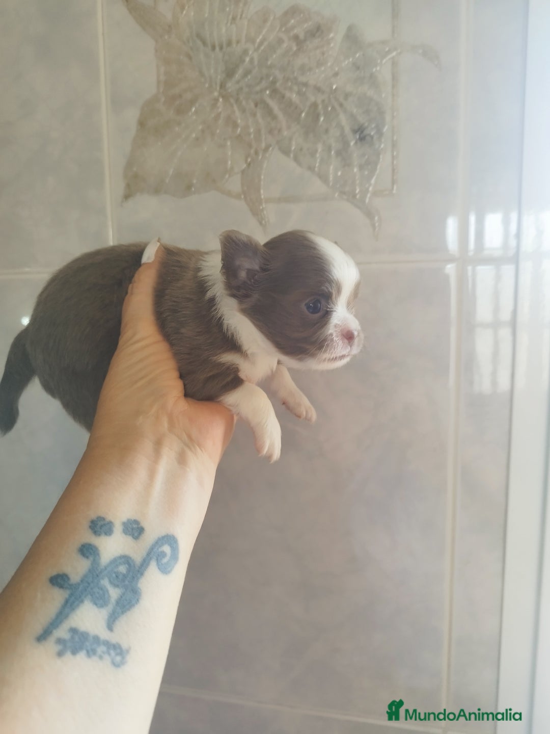 Chihuahua perros en venta: CHIHUAHUA TOY MACHO  - Imagen 8