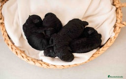 Caniche Toy perros en venta: Caniche toy negro - Anuncio 3