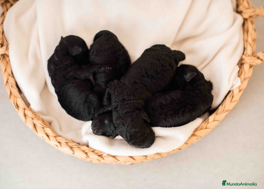 Caniche Toy perros en venta: Caniche toy negro - Anuncio 3