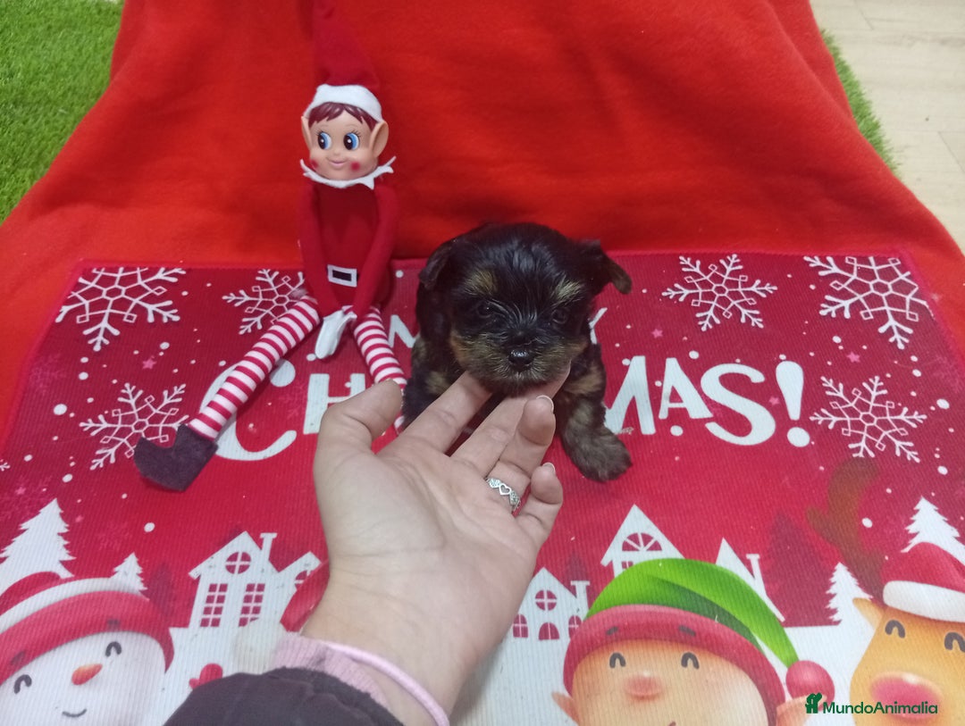 Yorkshire Terrier perros en venta: PRECIOSO YORKSHIRE MINI TOY - Anuncio 2