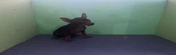 Pinscher Miniatura perros en venta: Impresionantes cachorros Pinscher  - Anuncio 2