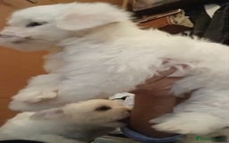 Bichón Maltés perros en venta: Bichon maltés  - Imagen 12