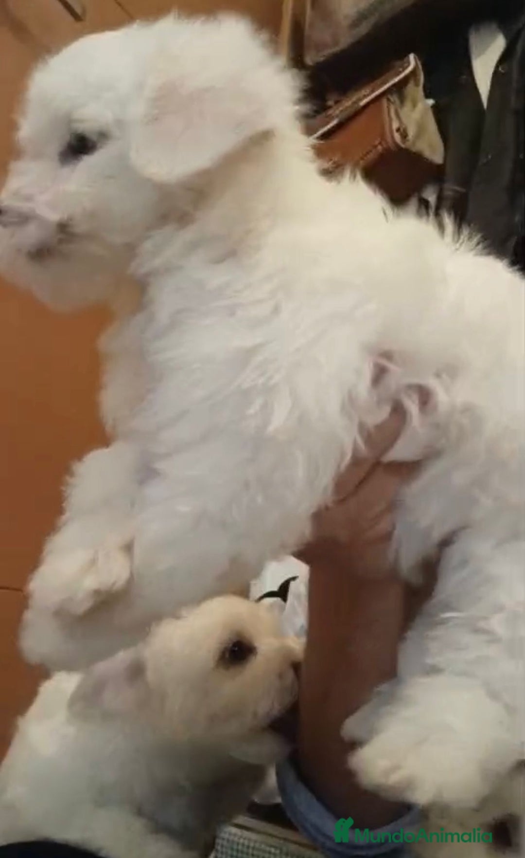 Bichón Maltés perros en venta: Bichon maltés  - Imagen 12