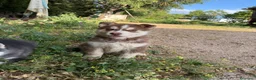 Husky Siberiano perros en venta: Husky siberiano  - Anuncio 5