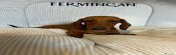 Teckel Miniatura perros en venta: TECKEL MINIATURA ROJO Y ARLEQUÍN ROJO - Anuncio 3