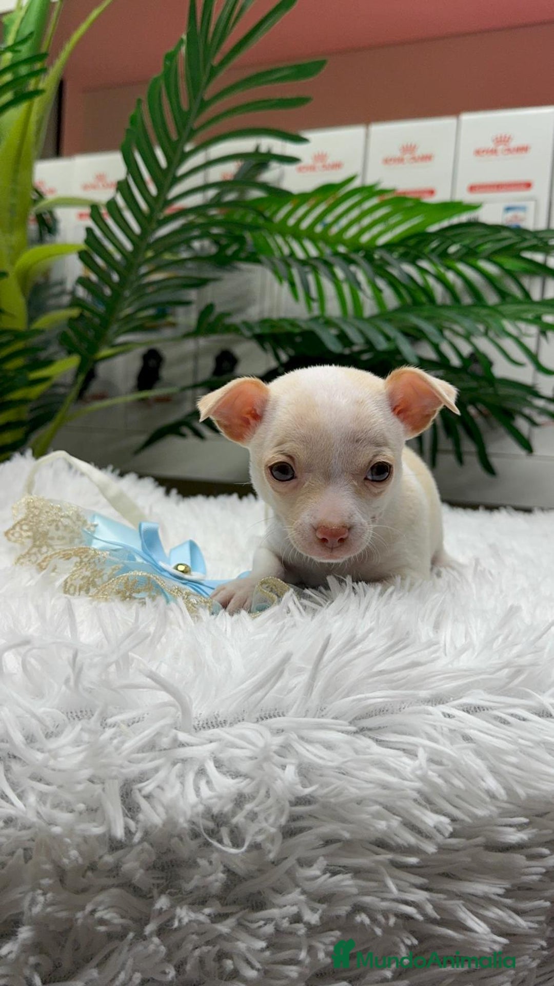 Chihuahua perros en venta: CHIHUAHUA MACHO - Anuncio 3