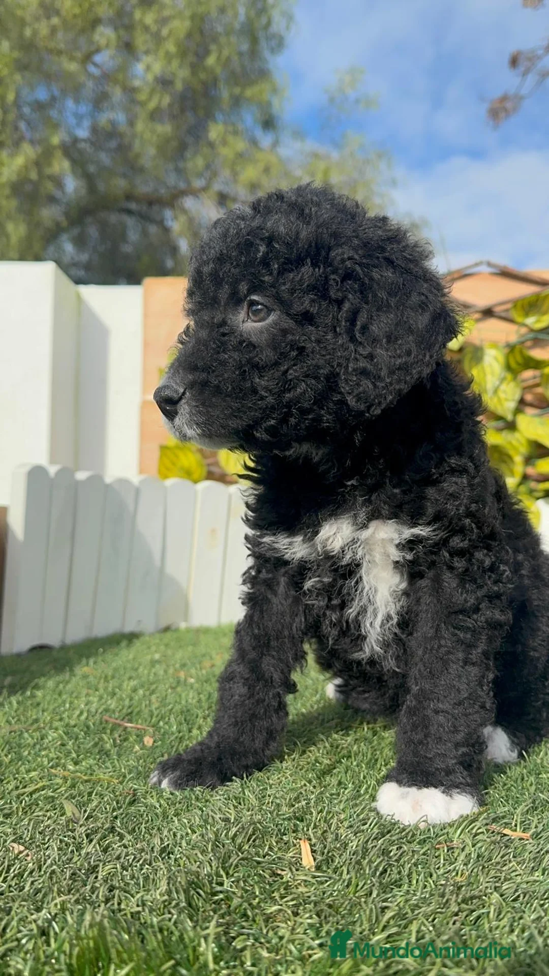 Perro de Agua Español perros en venta: PERRO DE AGUA ESPAÑOL-LISTO PARA ENTREGAR - Anuncio 7