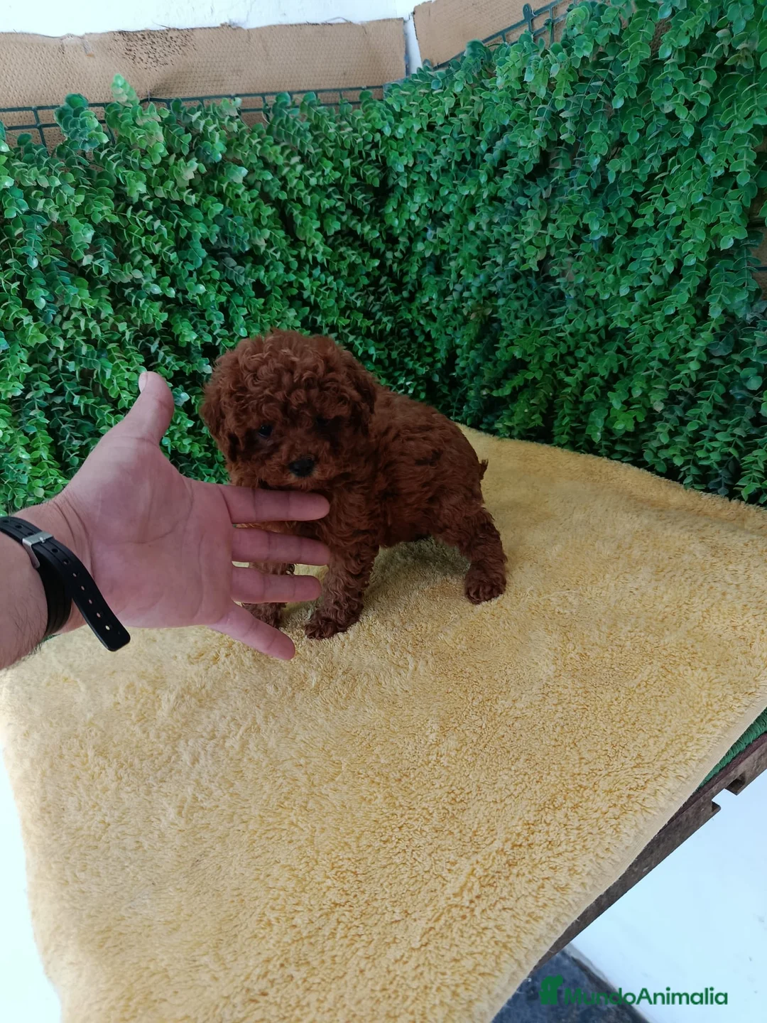 Caniche Toy perros en venta: PRECIOSOS CANICHE  ROJO LINEA TOY   - Anuncio 2