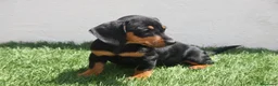 Teckel Miniatura perros en venta: Teckel Miniatura  - Anuncio 15