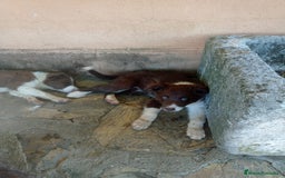 Border Collie perros en venta: border collie chocolayes y blancos  - Imagen 9