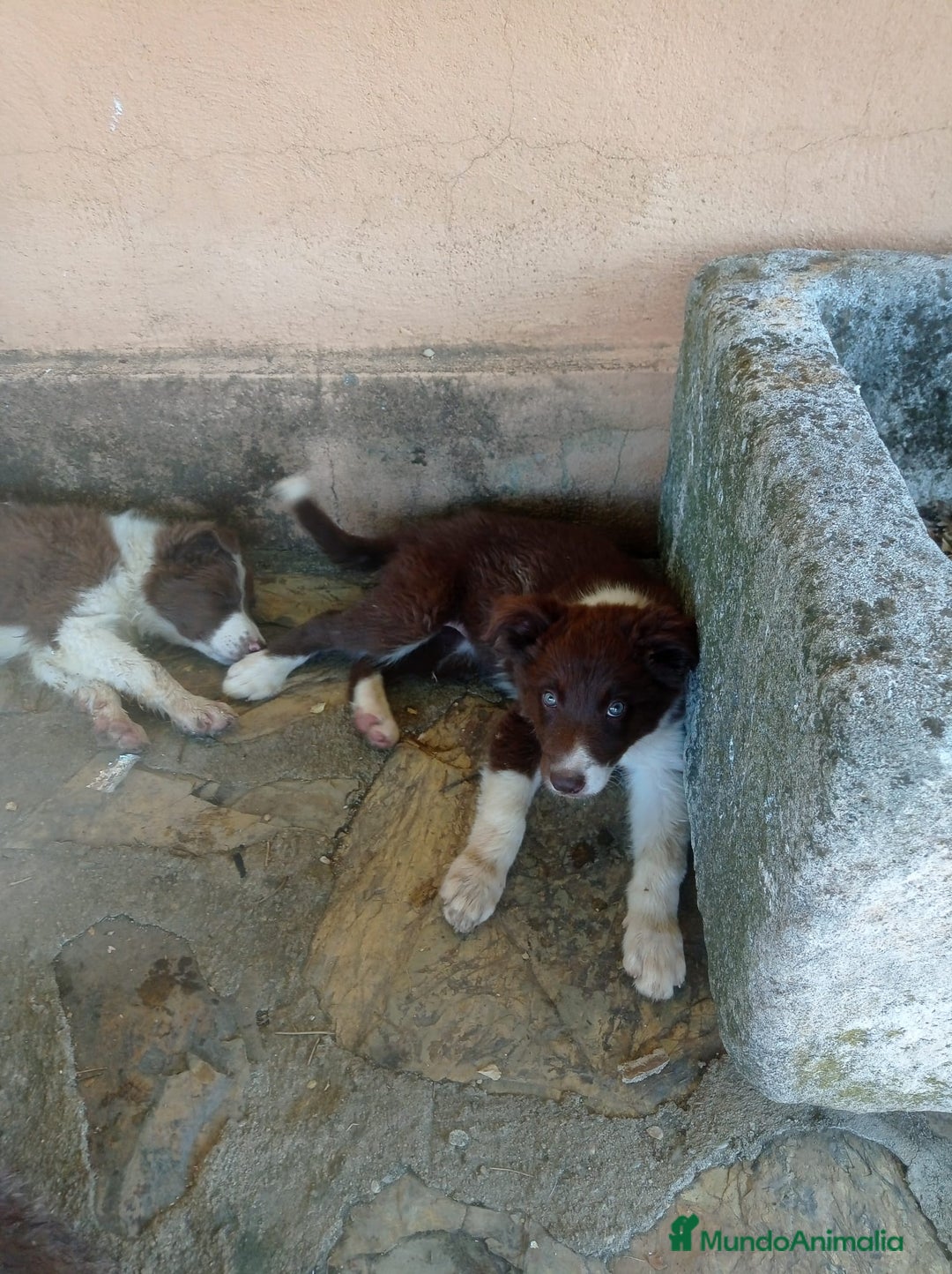 Border Collie perros en venta: border collie chocolayes y blancos  - Imagen 9