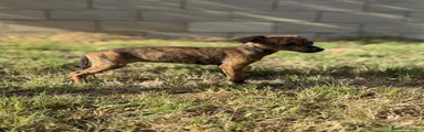 Whippet 3