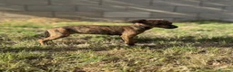 Whippet perros en venta: Whippet hembras de calidad  - Anuncio 8