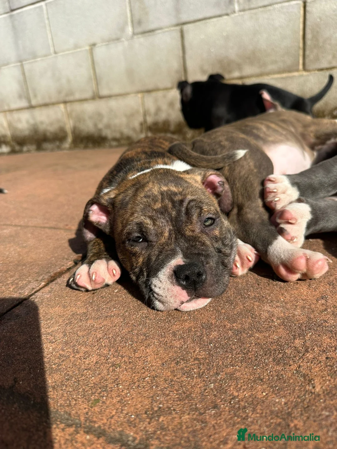 American Bully perros en venta: Cachorros American Bully - Anuncio 14