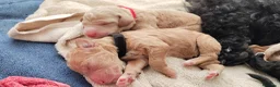 Caniche Gigante perros en venta: Cachorros de caniche gigante apricot - Anuncio 2