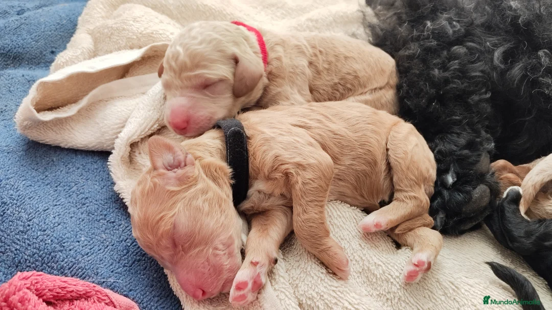 Caniche Gigante perros en venta: Cachorros de caniche gigante apricot - Anuncio 2