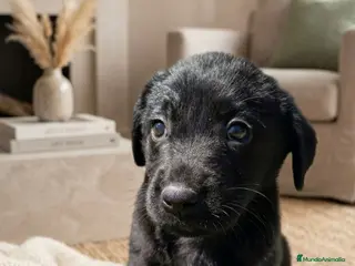 Labrador Retriever perros Hembra de labrador retriever - Anuncio 2