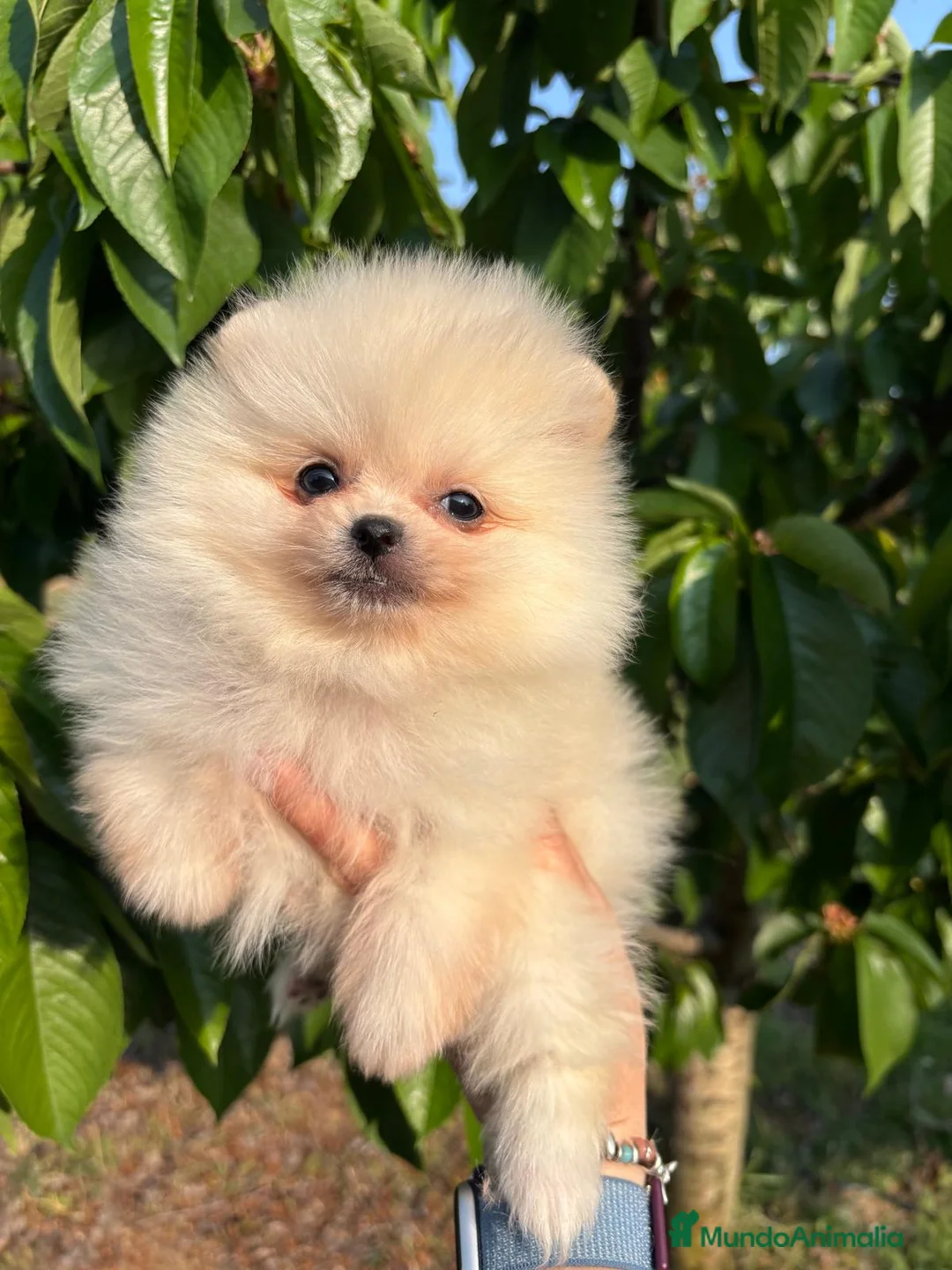 Pomerania perros en venta: Pomerania Toy  - Anuncio 1