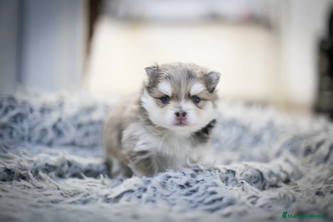 Pomsky perros en venta: Pomsky F5 - Anuncio 7