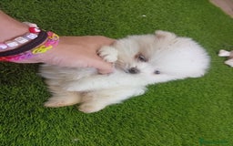 Pomerania perros en venta: PRECIOSO POMERANIA RUSO MINI TOY  - Imagen 5