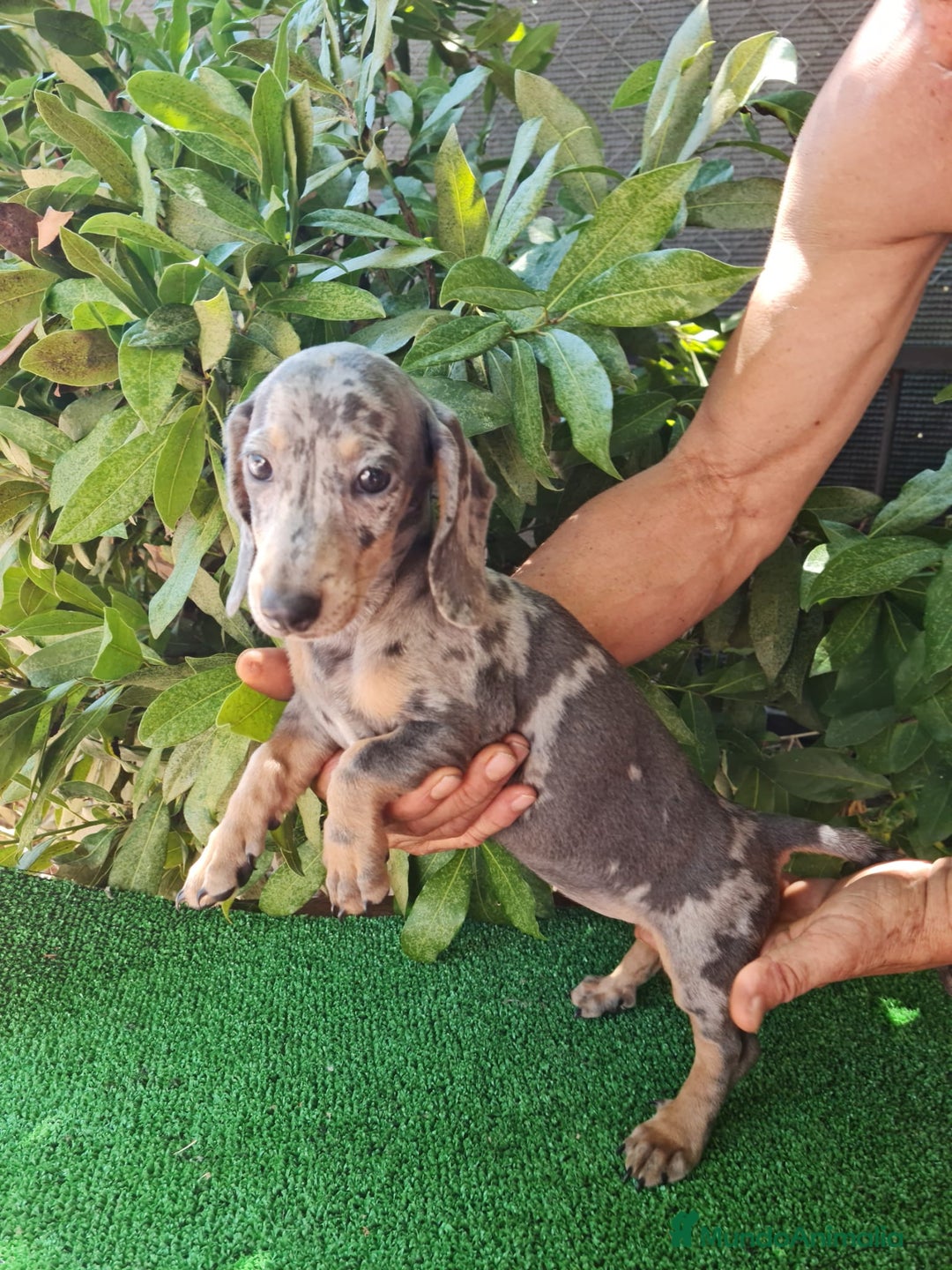Teckel Miniatura perros en venta: Teckel arlequín mini - Imagen 9