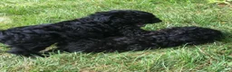 Caniche Toy perros en venta: Preciosos Caniches!🐶🐾 en Cádiz - Anuncio 4