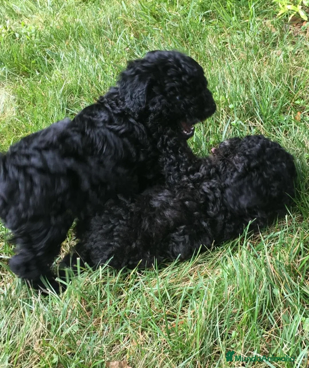 Caniche Toy perros en venta: Preciosos Caniches!🐶🐾 en Cádiz - Anuncio 4
