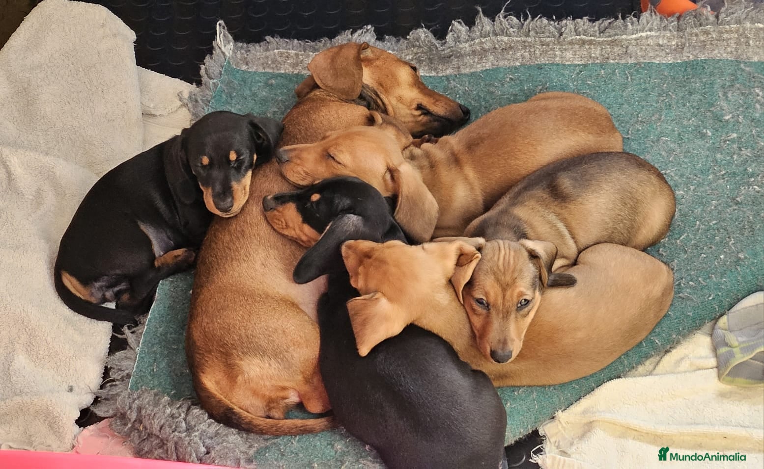 Teckel perros Teckel Kaninchen de pelo corto - Anuncio 1