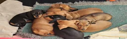 Teckel perros en venta: Teckel Kaninchen de pelo corto en La Coruña - Anuncio 1