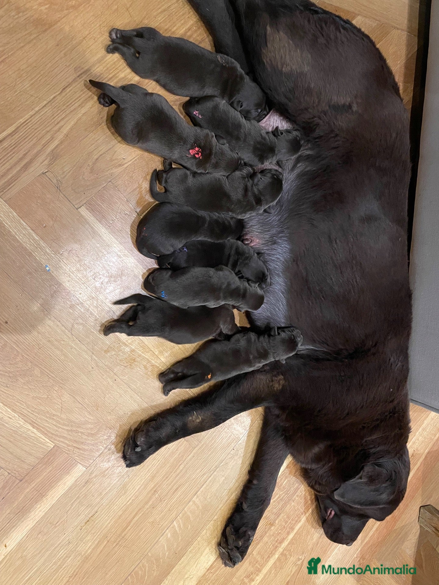 Labrador Retriever perros en venta: Cachorro Labrador chocolate  - Anuncio 1