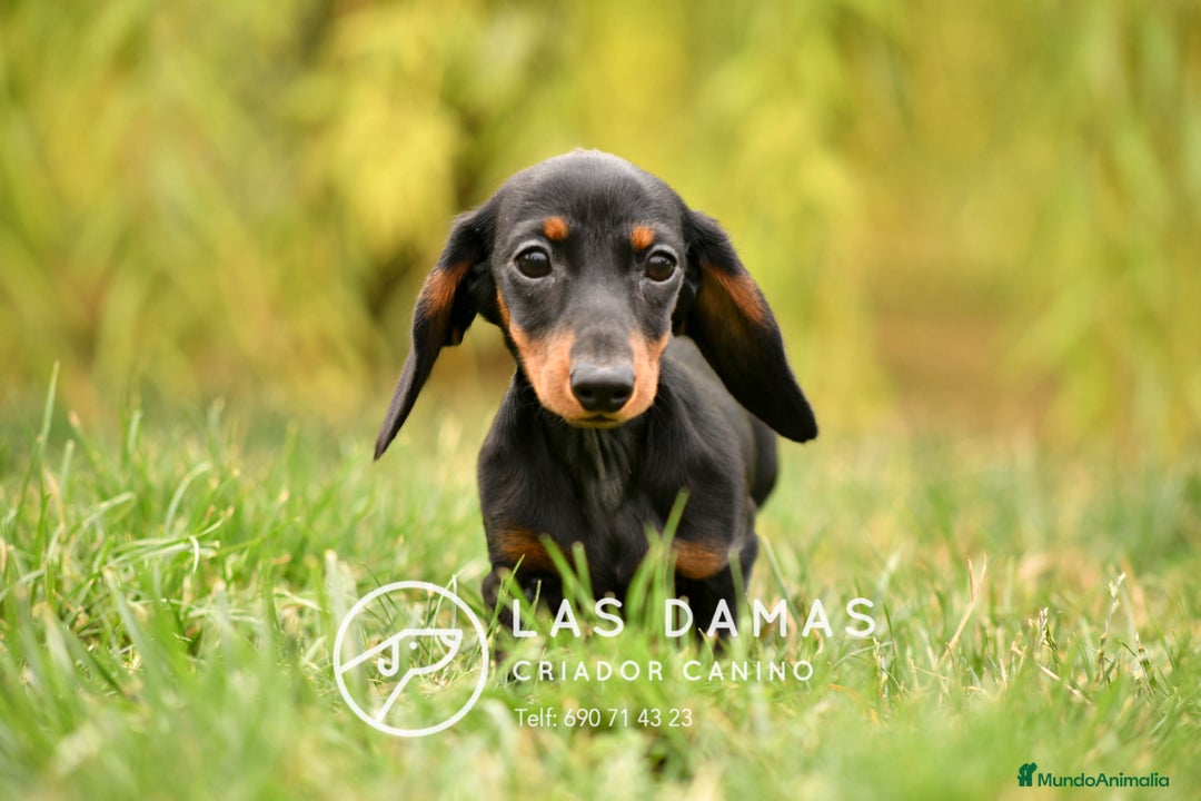 Teckel perros en venta: Teckel 🌭 Pequeños de patas, grandes de alma - Imagen 4