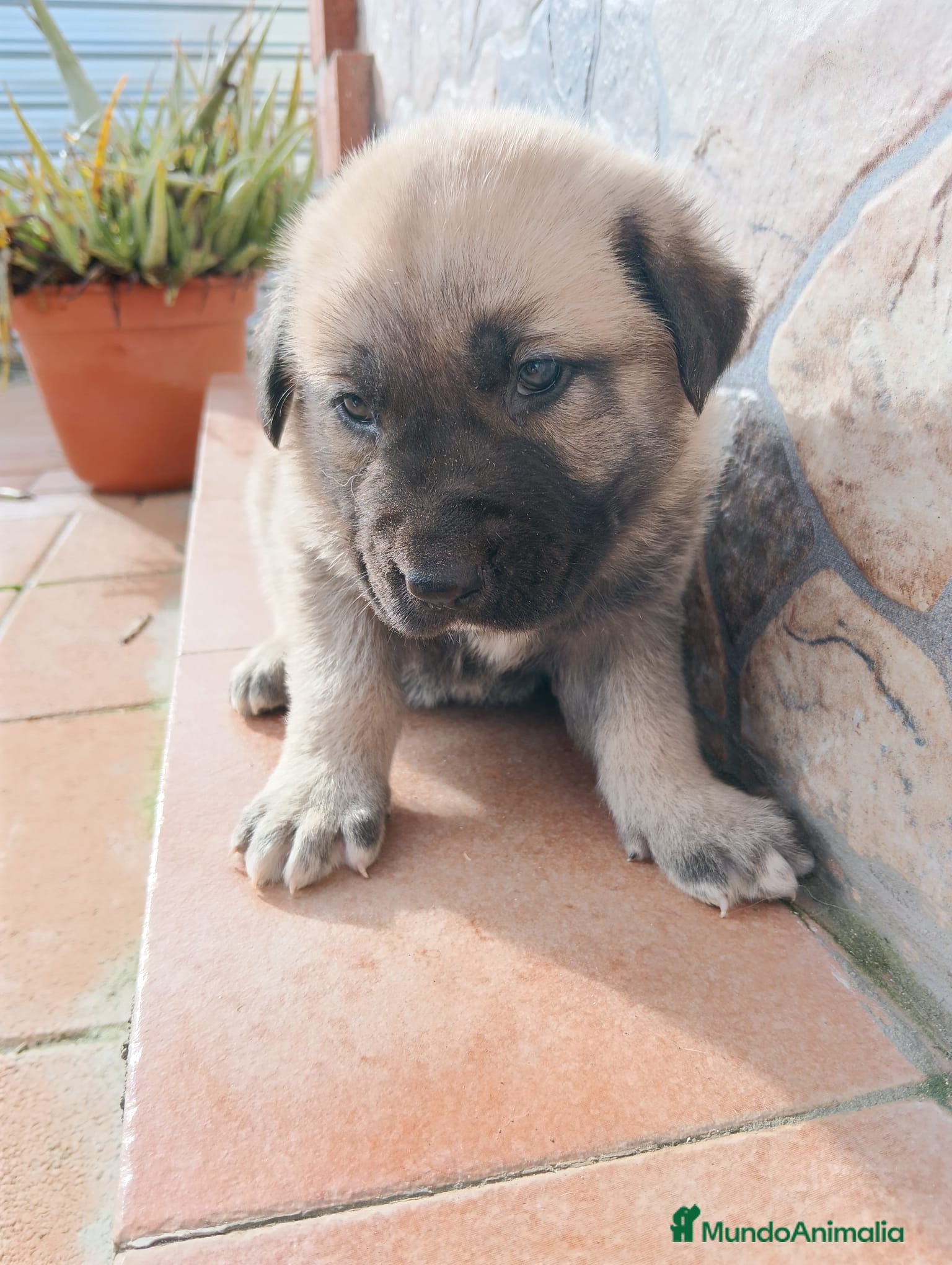 Mastín Español perros Mastín macho para entregar  - Anuncio 1