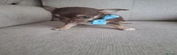 Chihuahua perros en venta: Chihuahuas - Anuncio 4