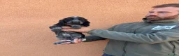 Cocker Spaniel Inglés perros en venta: Cocker spaniel - Anuncio 3
