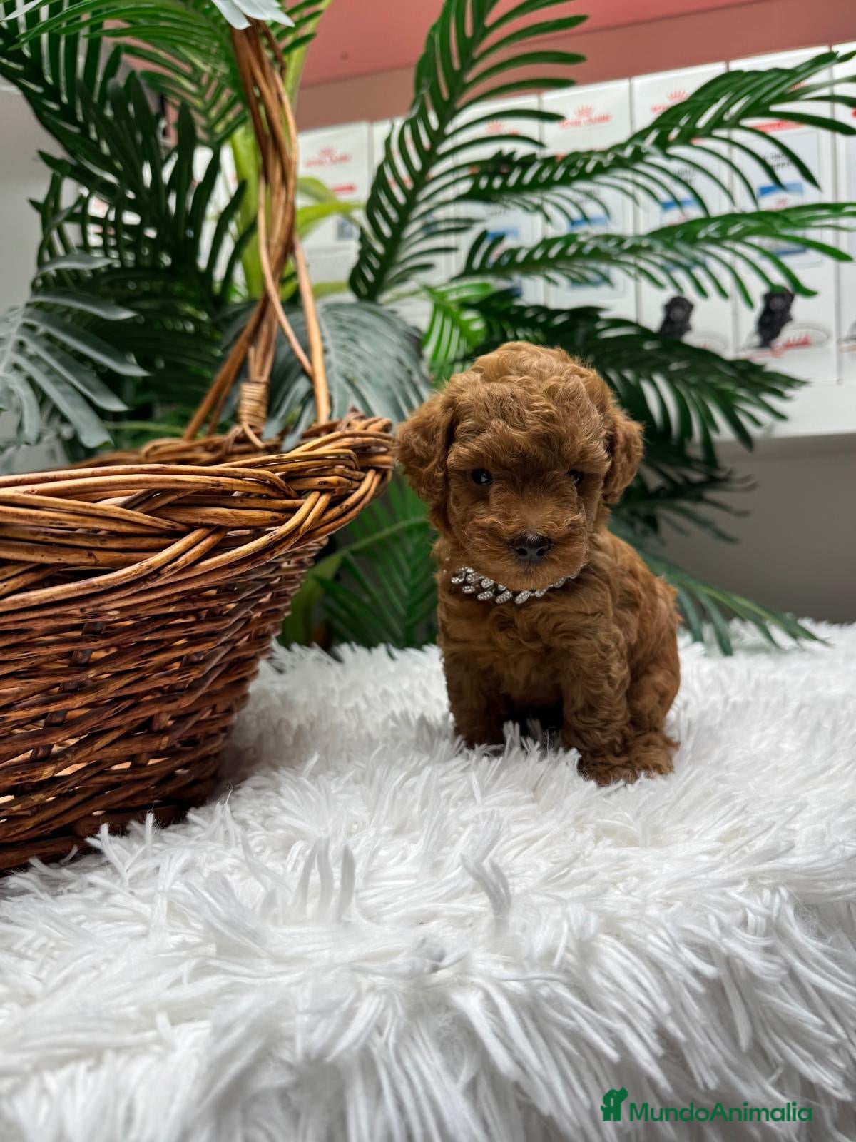 Caniche Toy perros CANICHE TOY - Anuncio 1