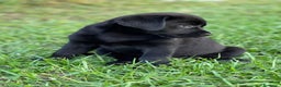 Labrador Retriever perros en venta: CACHORROS DE LABRADOR NEGRO  - Anuncio 3