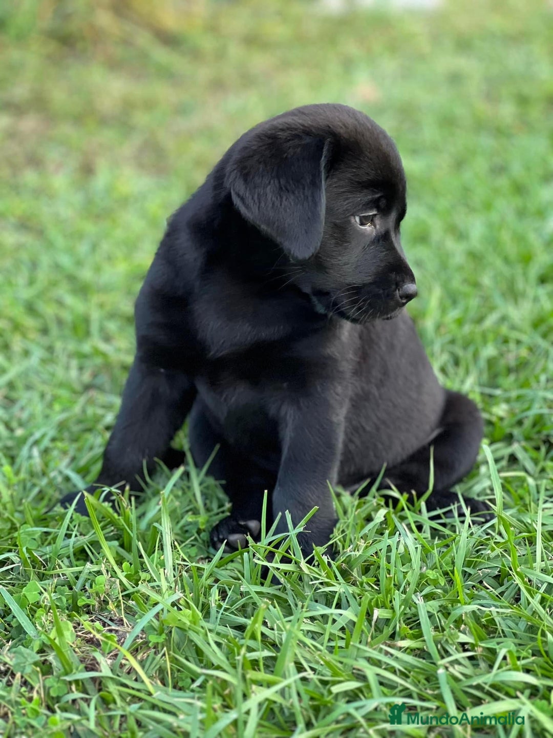 Labrador Retriever perros en venta: CACHORROS DE LABRADOR NEGRO  - Anuncio 3