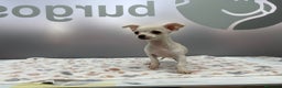 Chihuahua perros en venta: Chihuahua Mini  - Anuncio 4
