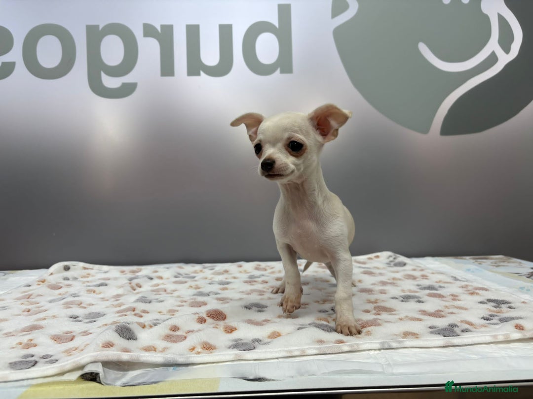 Chihuahua perros en venta: Chihuahua Mini  - Imagen 3